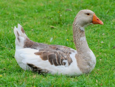 Гусята с гусыней и гусаком