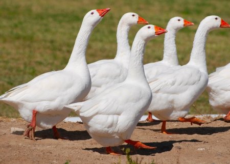 Гуси домашние