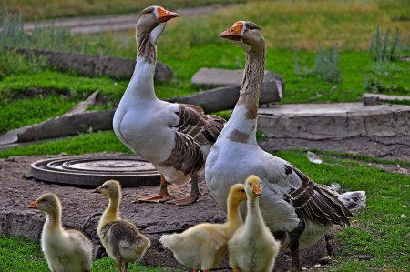 Гусь гусыня гусенок семья