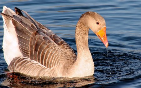 Красивый Гусь