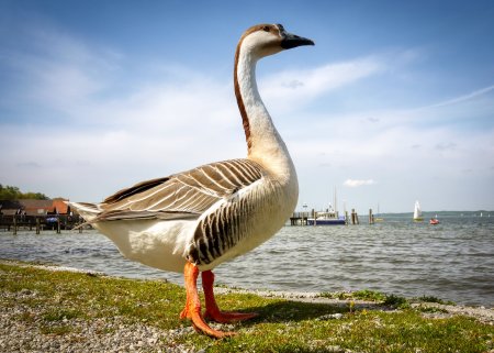 Птички гуси