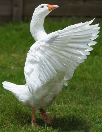 Порода гусей эмденские