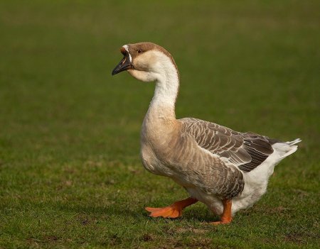 Гуси домашние
