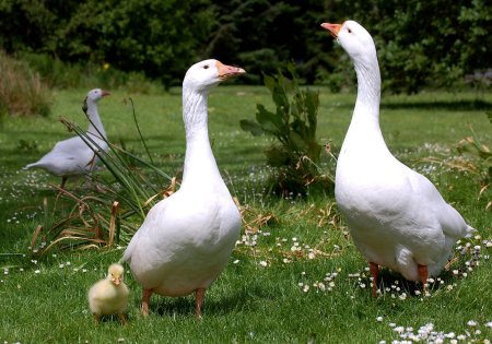Гусь гусыня и гусята