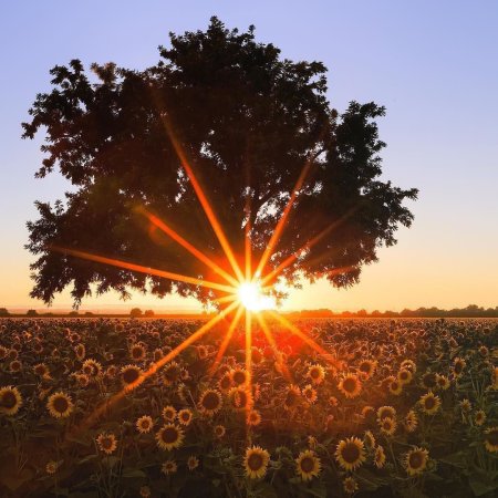 Утро солнце