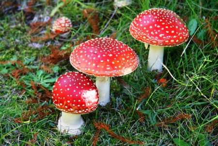 Мухомор красный (Amanita muscaria)