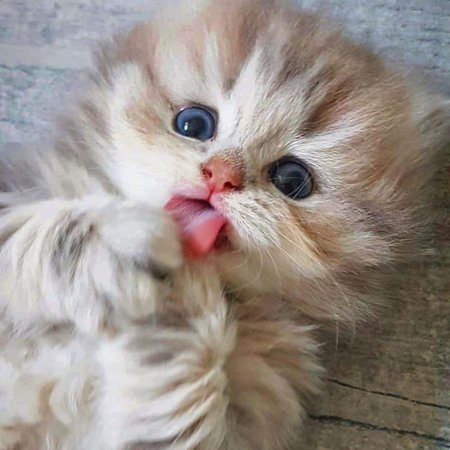 Милый котенок