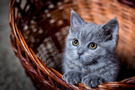 Красивые котики