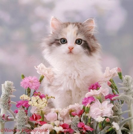 Котенок с цветочком