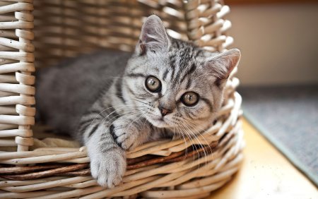 Обои на рабочий кошки