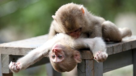 Забавные животные