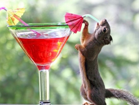 Позитивные животные