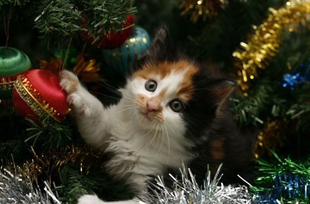 Новогодние котята