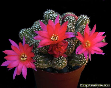 Кактус версиерд