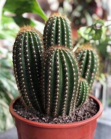 Кактус Гросса