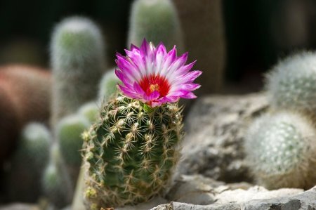 Кактус БЕКАНО