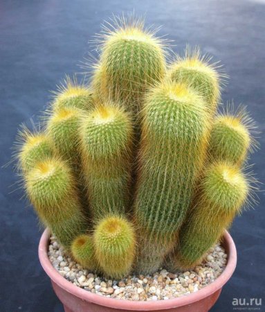 Нотокактус леминкхауса