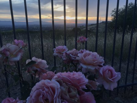 Цветочки Эстетика