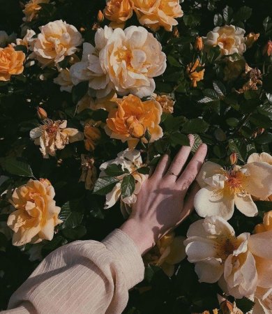 Цветы для эстетики