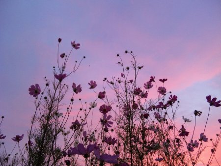 Эстетика фиолетового