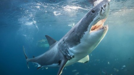 Акула Carcharodon carcharias