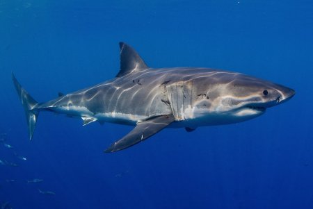 Акула Carcharodon carcharias