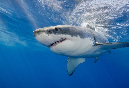 Carcharodon carcharias
