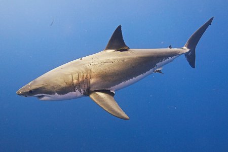Carcharodon carcharias