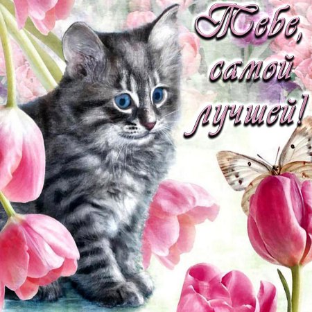 Котик с цветами открытка
