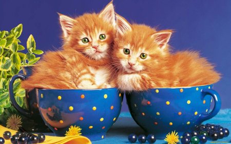 Добрый вечер с котятами