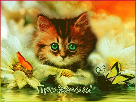 Открытка «котики»