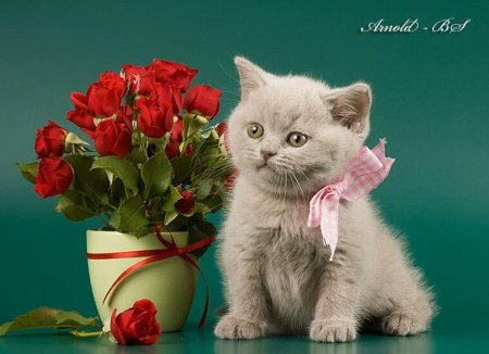Открытки с котятами