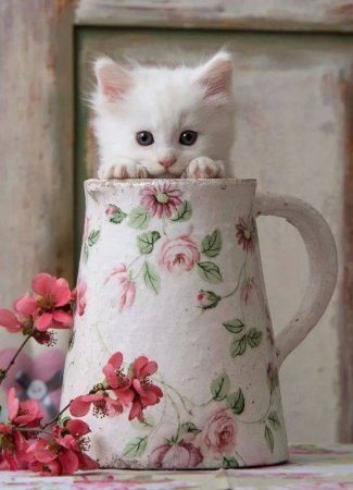 Нежные котики