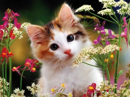 Котенок с цветочком