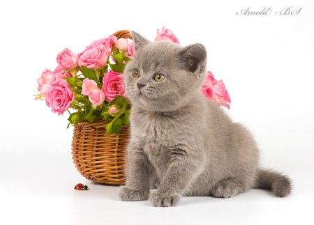 Британский кот с цветами