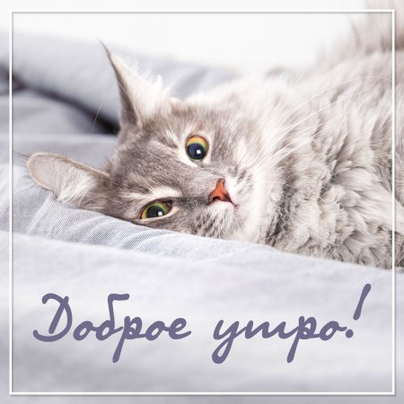 Доброе утро кошечка