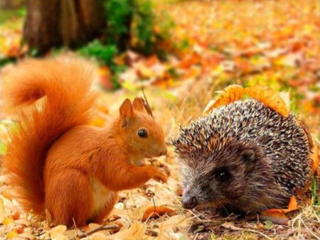 Животные осенью в лесу