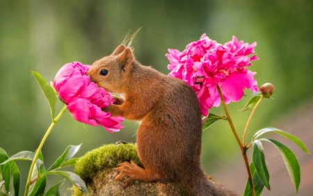 Цветы и животные