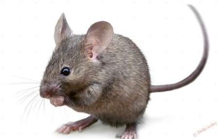Мышь животное
