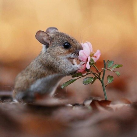Мышка с цветочком