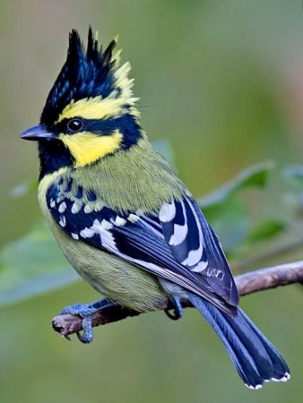 Отряд Воробьинообразные синица