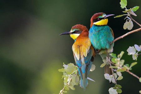 Красивые птицы