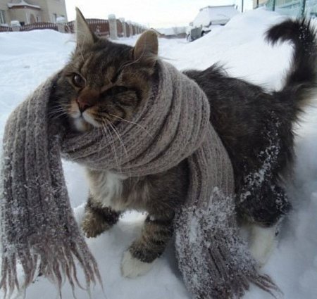 Котик замерз
