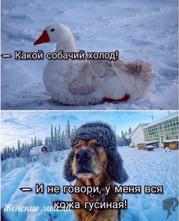 Доброе морозное утро с юморком