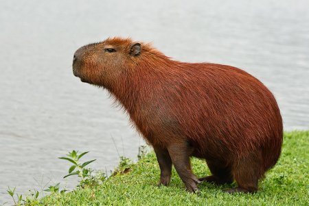Капибара сельвы