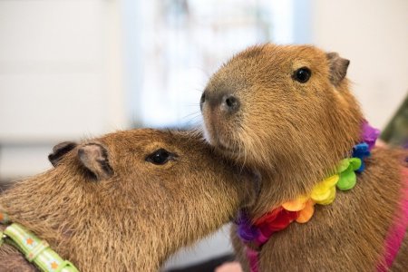 2 Капибары