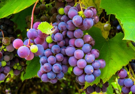 Виноград Калина Vitis Kalina