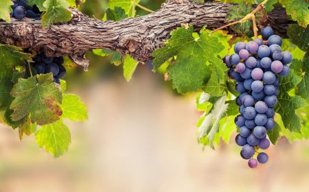 Американский виноград Vitis Labrusca