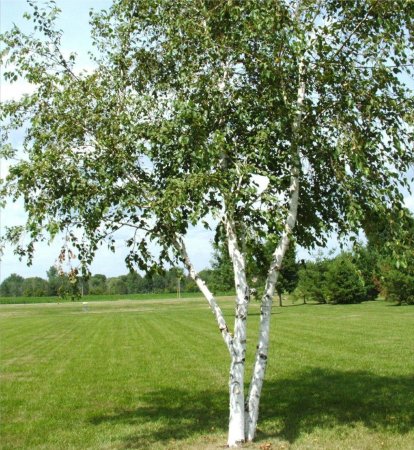 Береза бумажная Betula papyrifera