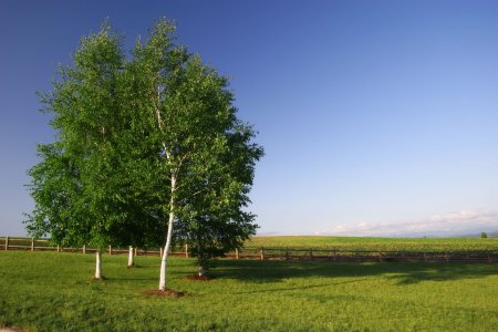 Березка дерево России